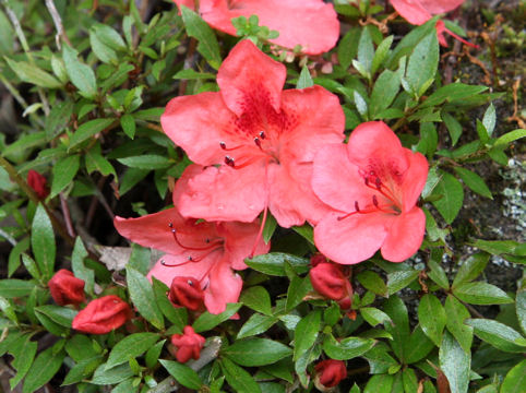 Rhododendron indicum