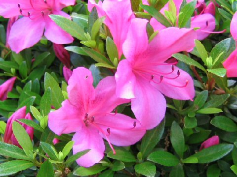 Rhododendron indicum