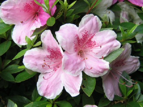 Rhododendron indicum