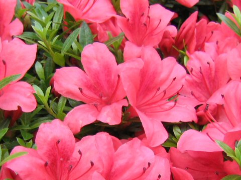 Rhododendron indicum