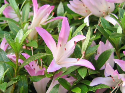 Rhododendron indicum