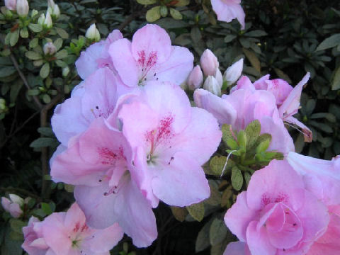 Rhododendron indicum