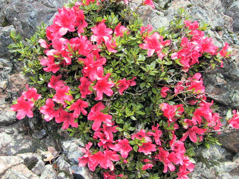 Rhododendron indicum