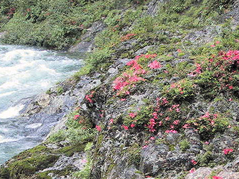 Rhododendron indicum