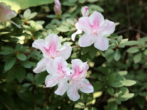 Rhododendron indicum