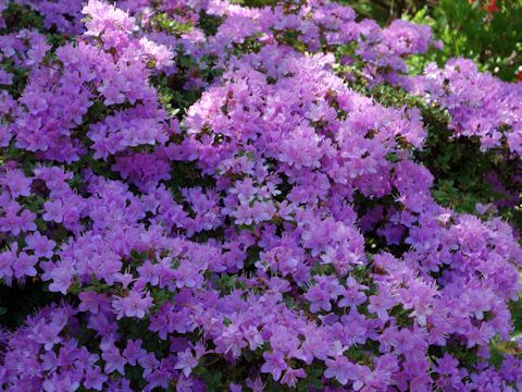 Rhododendron indicum