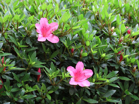 Rhododendron indicum