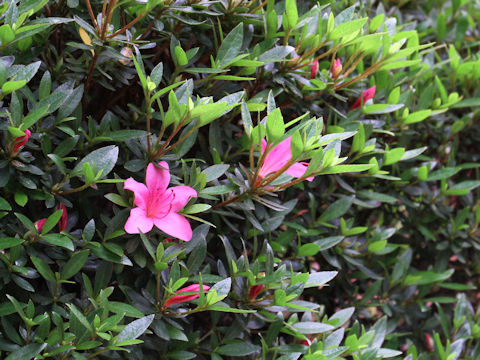 Rhododendron indicum