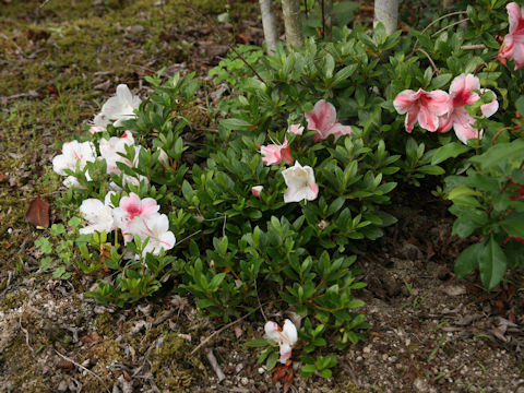 Rhododendron indicum