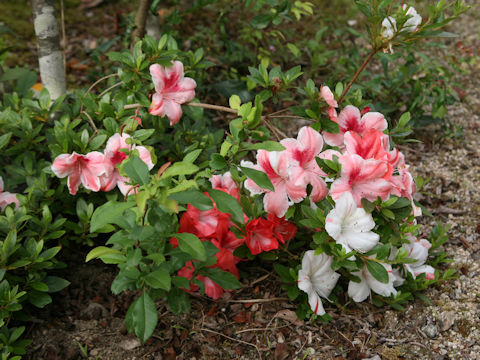 Rhododendron indicum