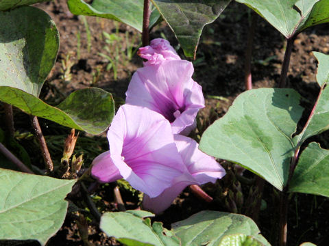 Ipomoea batatas