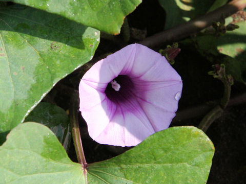 Ipomoea batatas