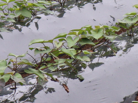 Ipomoea batatas