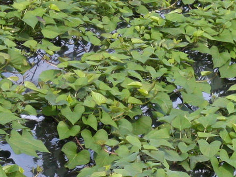 Ipomoea batatas