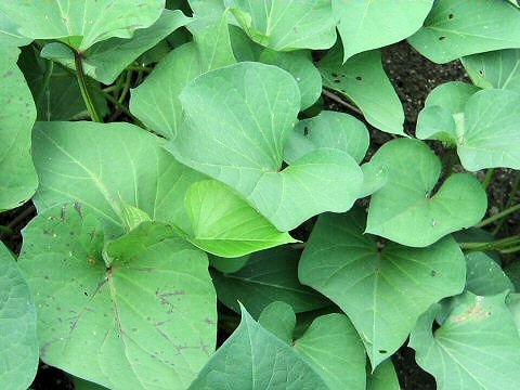 Ipomoea batatas