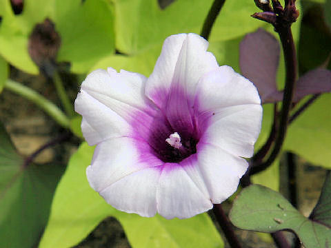 Ipomoea batatas cv. Hana-ranman