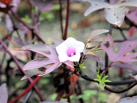 Ipomoea batatas cv. Sweet Caroline