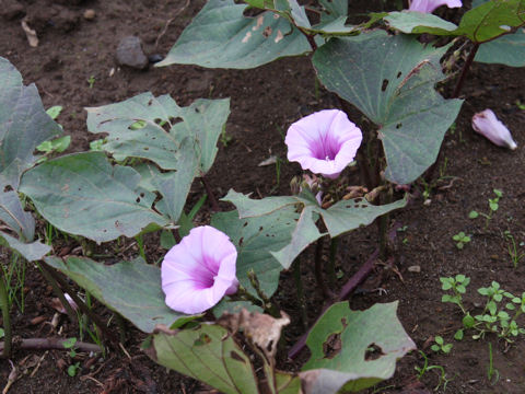 Ipomoea batatas