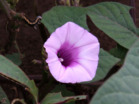 Ipomoea batatas