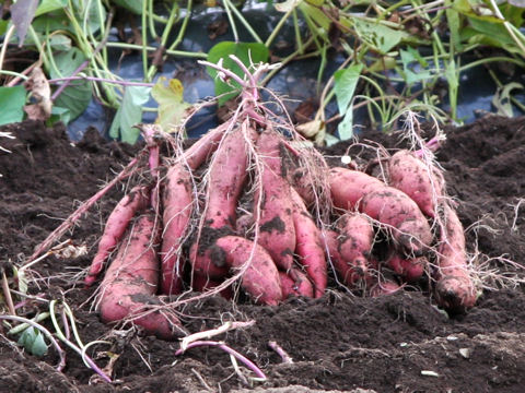 Ipomoea batatas