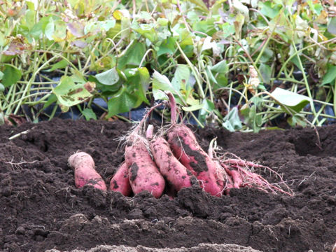 Ipomoea batatas