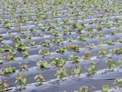 Ipomoea batatas