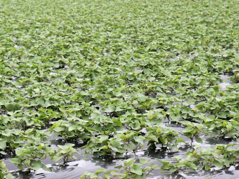 Ipomoea batatas