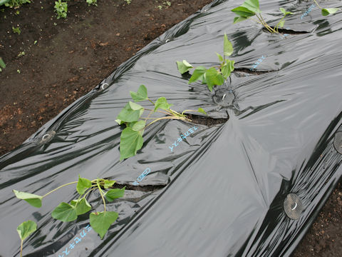 Ipomoea batatas