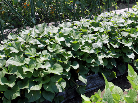 Ipomoea batatas