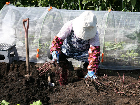 Ipomoea batatas