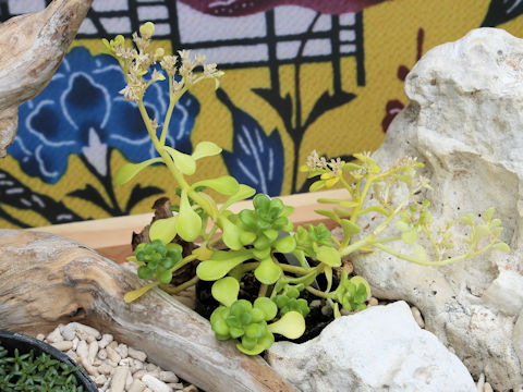 Sedum diversiflorum