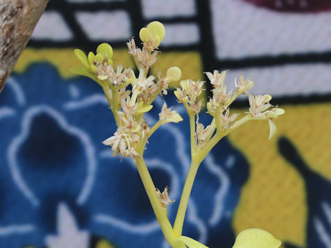 Sedum diversiflorum