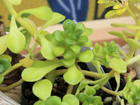 Sedum diversiflorum