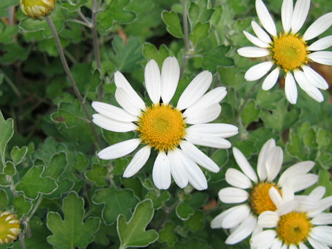 Dendranthema ornatum