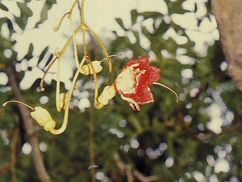 ソーセージノキ Kigelia Pinnata