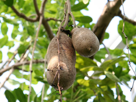 Kigelia pinnata