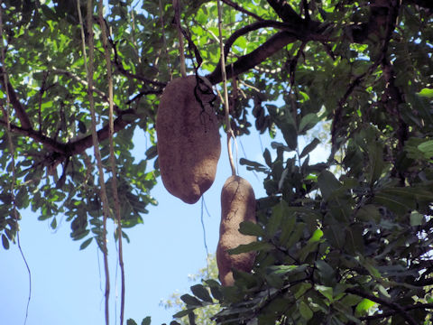 Kigelia pinnata