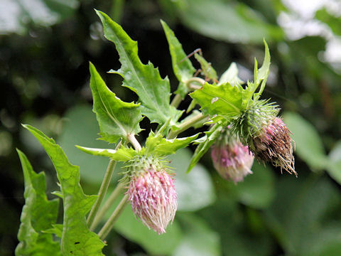 Cirsium yezoense