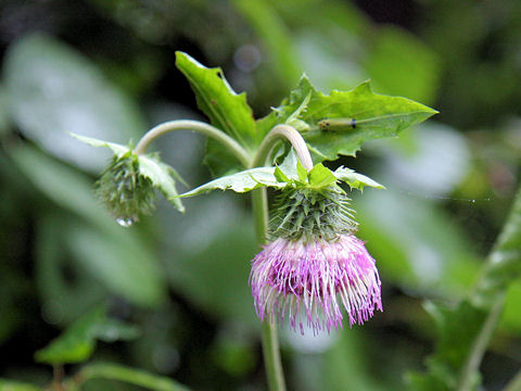 Cirsium yezoense