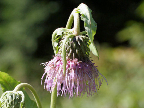 Cirsium yezoense