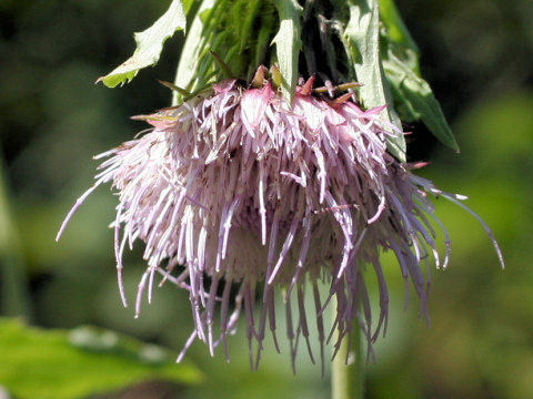 Cirsium yezoense