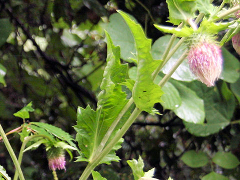 Cirsium yezoense