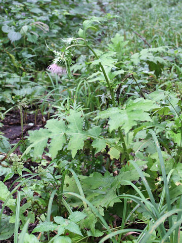 Cirsium yezoense