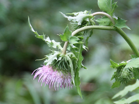 Cirsium yezoense