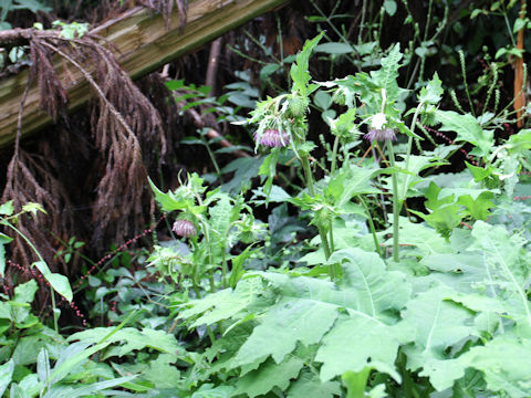 Cirsium yezoense