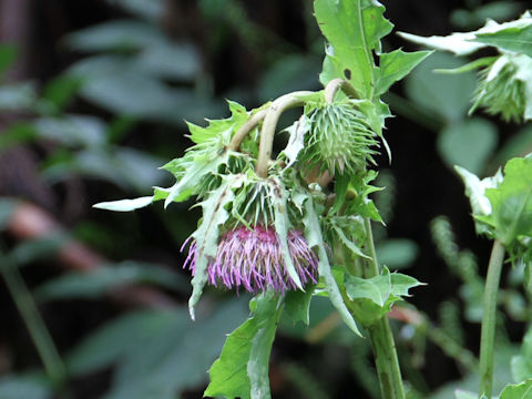 Cirsium yezoense