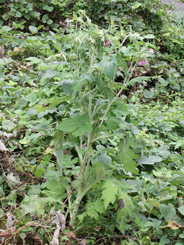 Cirsium yezoense