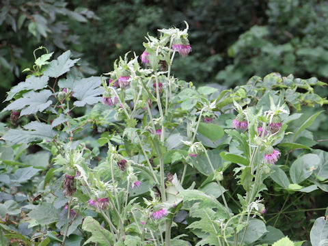 Cirsium yezoense