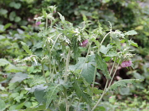 Cirsium yezoense