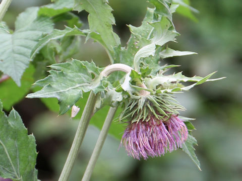 Cirsium yezoense